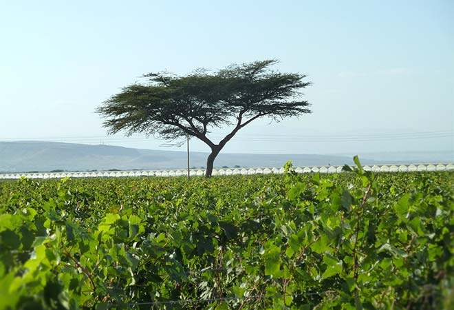 Création cave vinicole Groupe Castel à Ziway en Ethiopie vignoble bureau d’études vinicoles INGEVIN